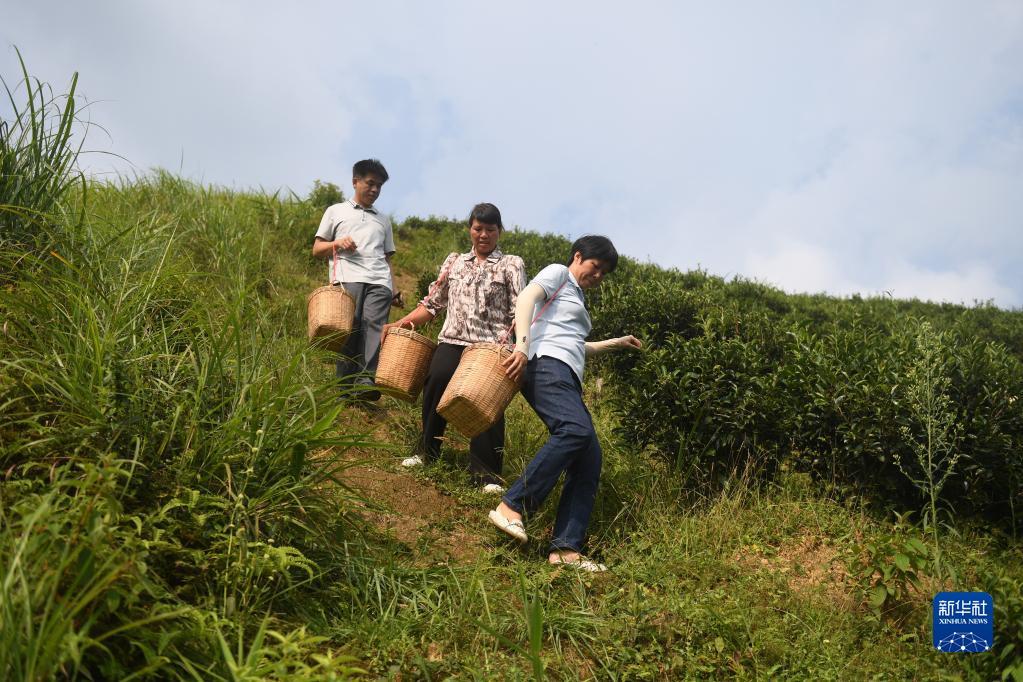 在廣西蒼梧縣六堡鎮山坪村，祝雪蘭（前）和村民采茶后走下茶山（2022年9月22日攝）。新華社記者 陸波岸 攝